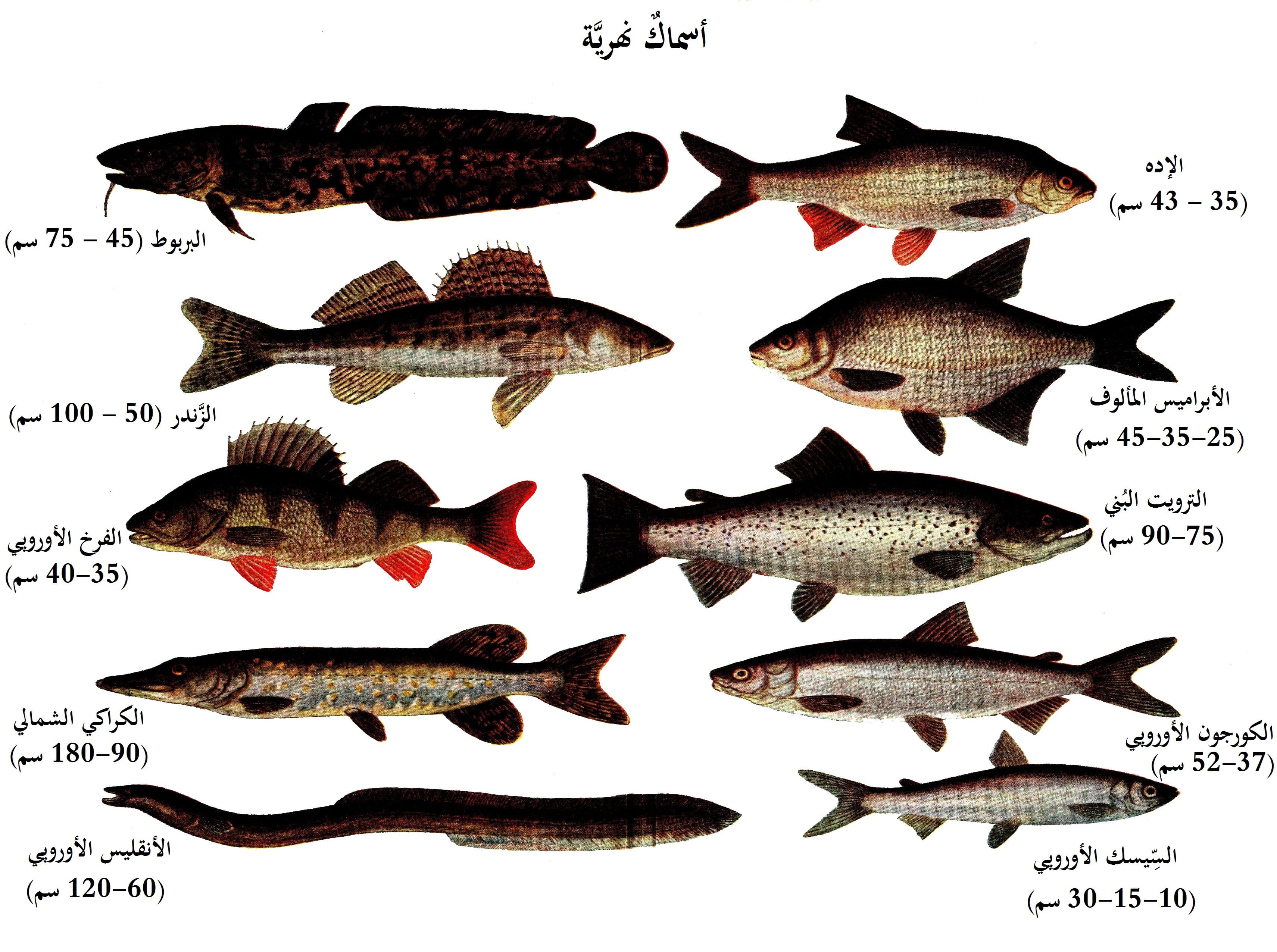 European Perch