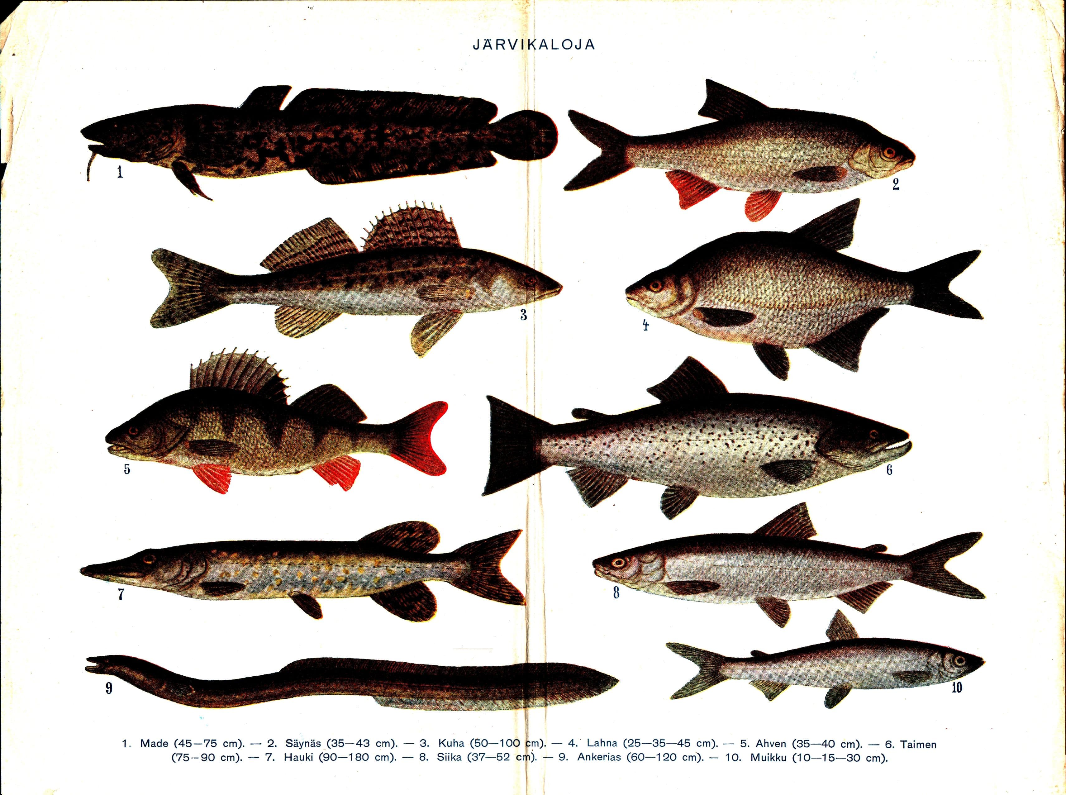 European Perch