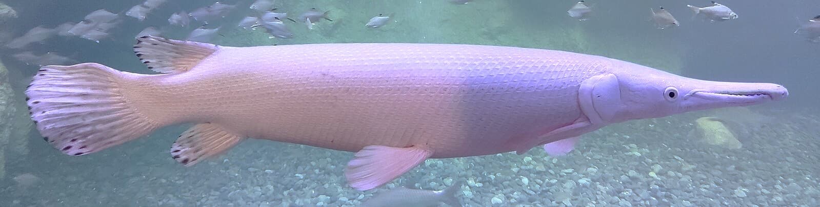 White Alligator Gar