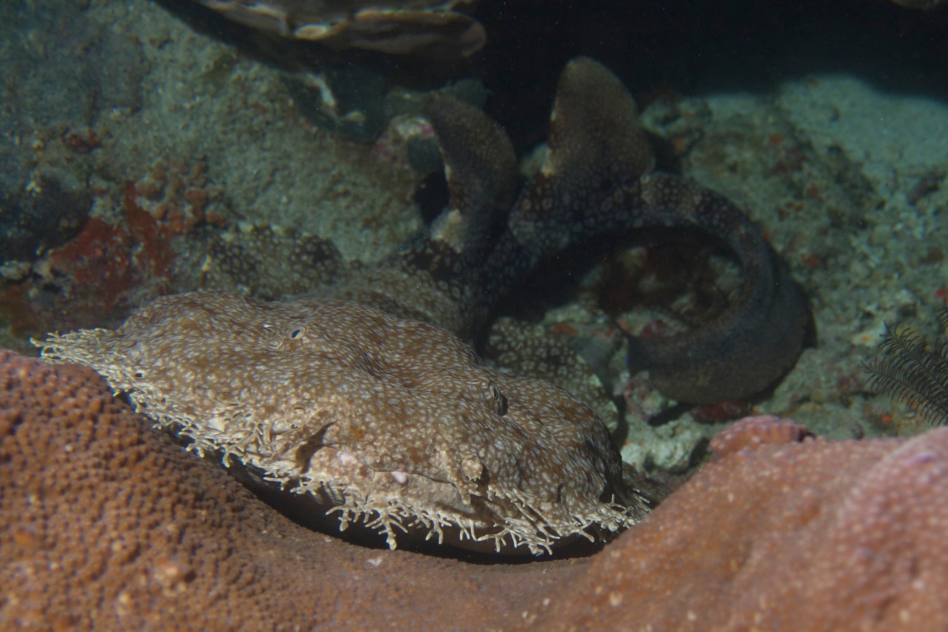 Wobbegong