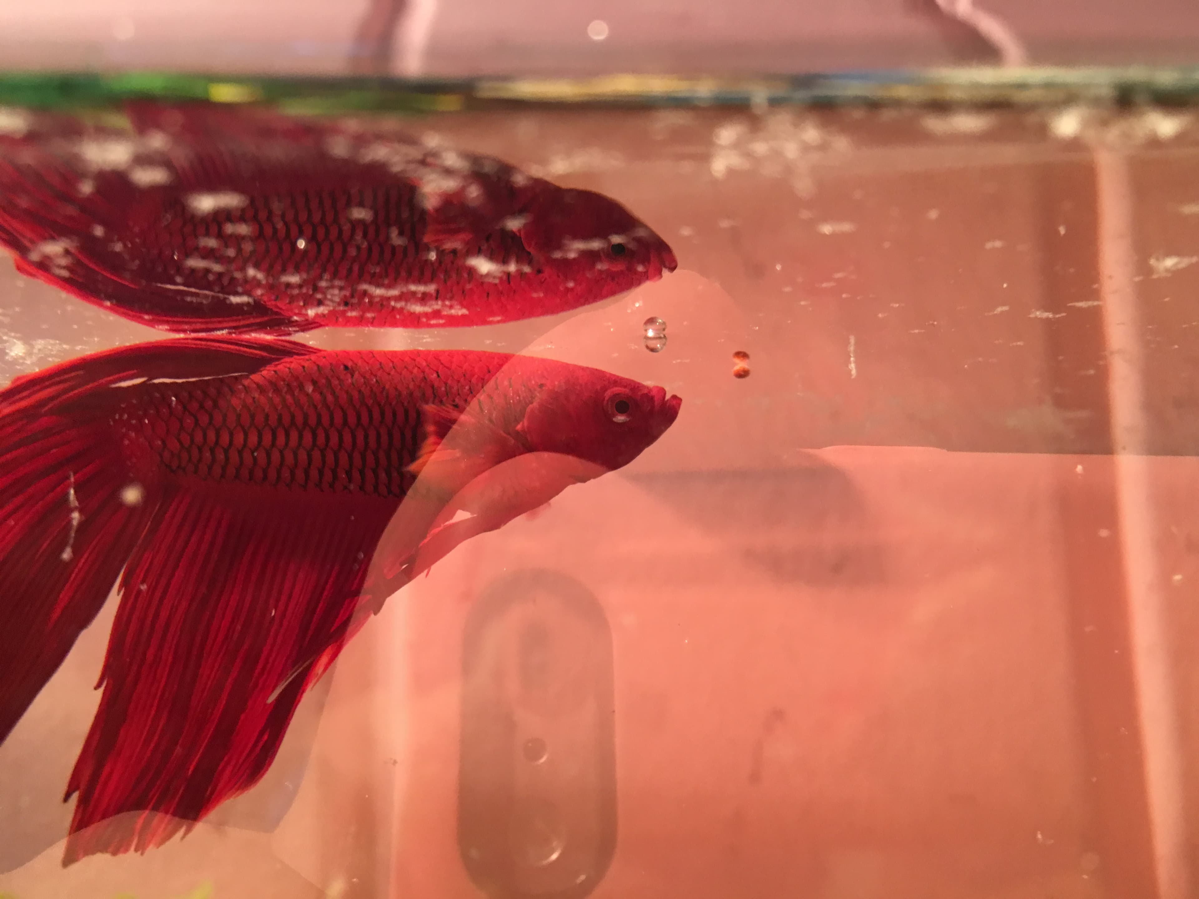 Betta Fish