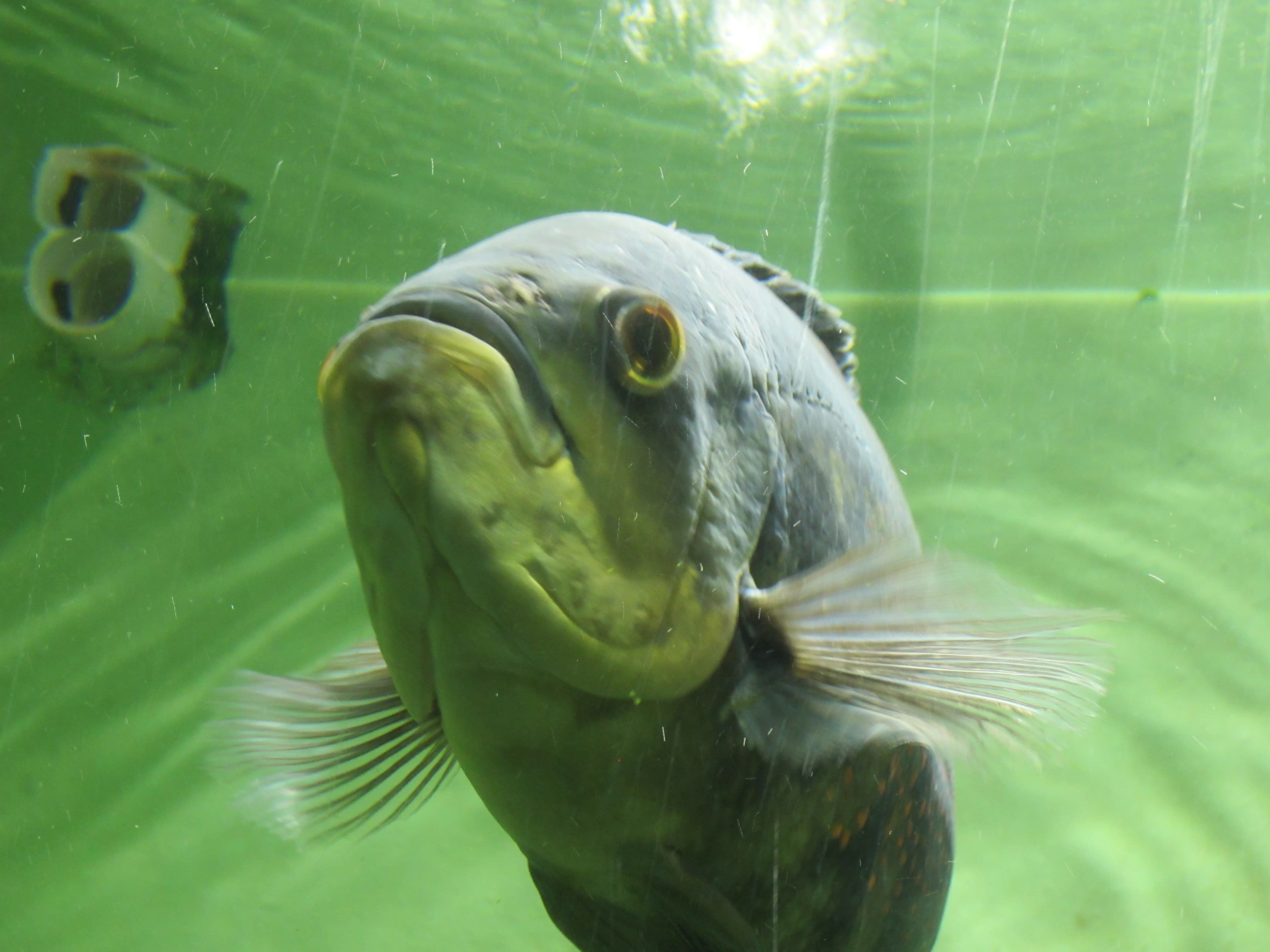 Oscar Cichlid