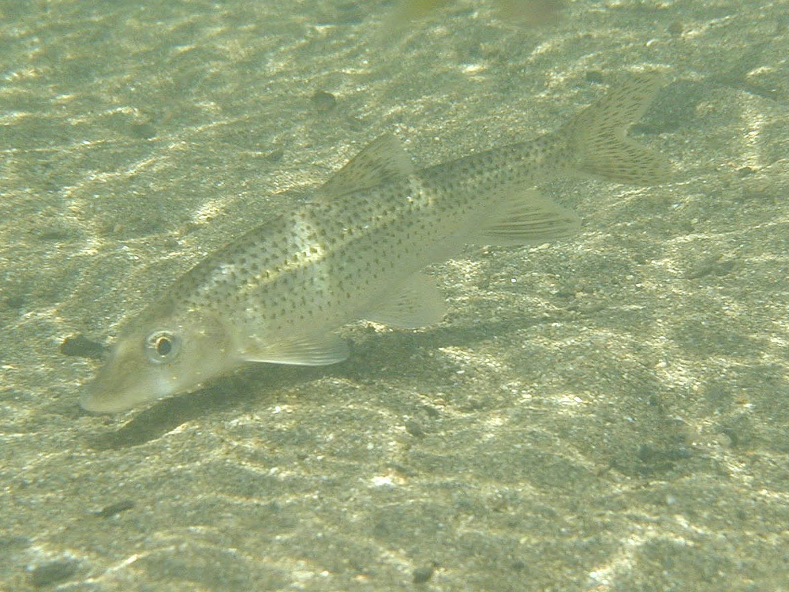 Zunaganigoi