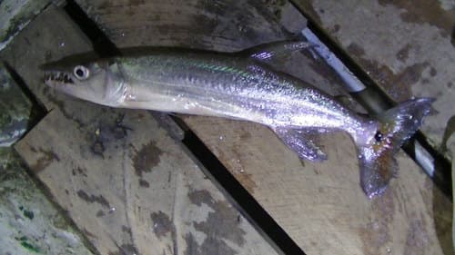 Red-tailed Barracuda