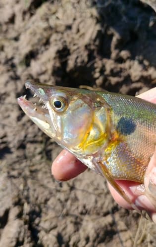 Pantanal Pike Characin