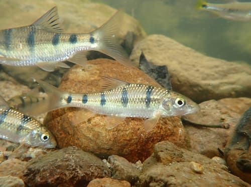 Acrossocheilus beijiangensis