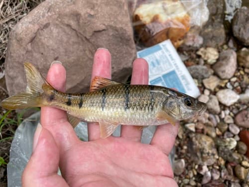 Wenzhou Acrossocheilus