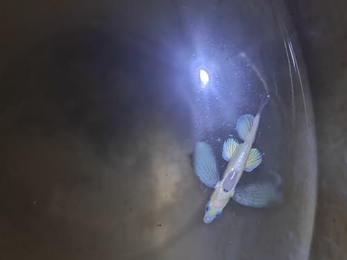 African Sailfin Flyingfish