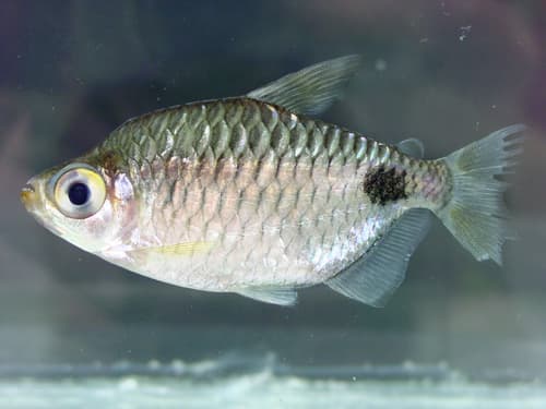African Spottail Tetra