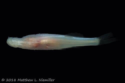 Alabama Cavefish