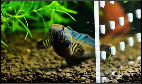 Andrew Rao's Snakehead