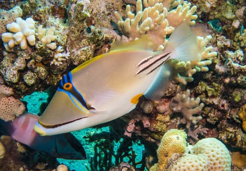 Arabian Picasso Triggerfish