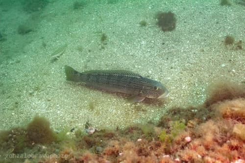Argentinian Sandperch