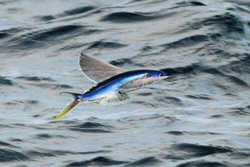 Atlantic Blackwing Flyingfish