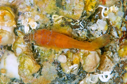 Atlantic Cleaner Clingfish