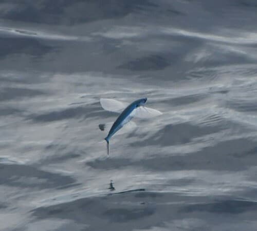 Atlantic Sailfin Flyingfish