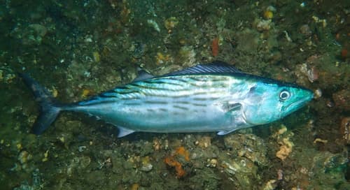 Australian Bonito
