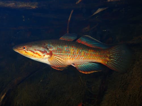 Australian Snakehead Gudgeon