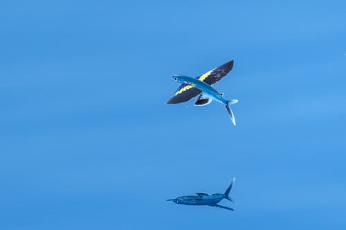 Backspot Flying Fish