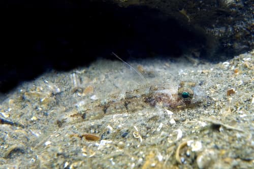 Balearic Goby