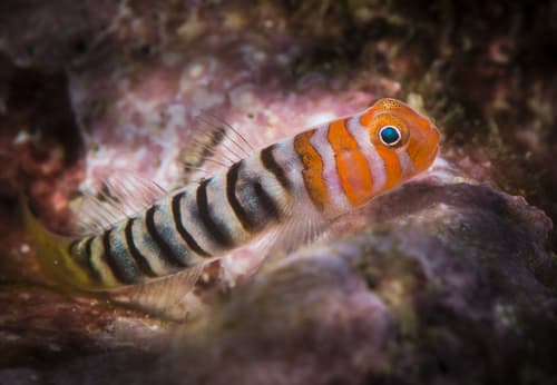 Banded Cleaner-goby