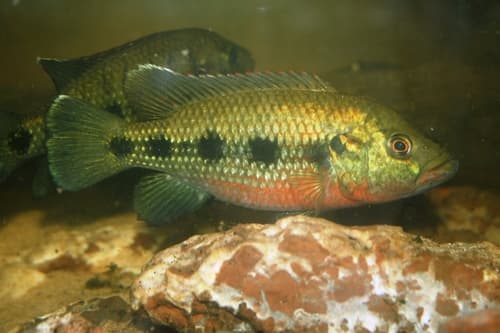 Banded Jewel Cichlid