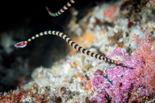 Banded Pipefish