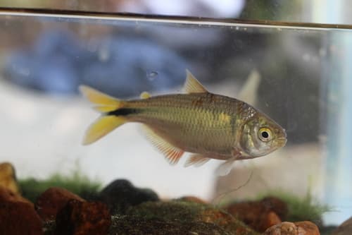 Banded Tetra