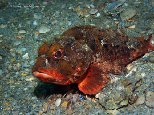 Barbfish