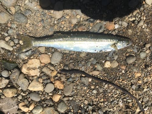 Basilichthys microlepidotus