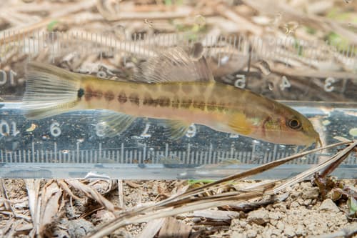 Beautiful Hillstream Loach