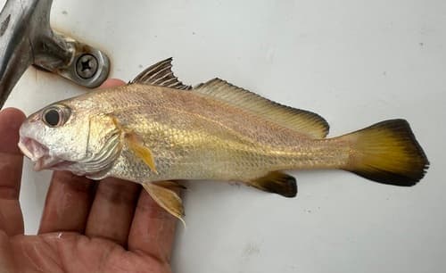 Belenger's Croaker