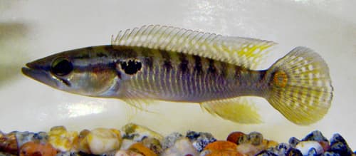Belly Crawler Pike Cichlid