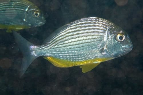 Bigeye Stumpnose