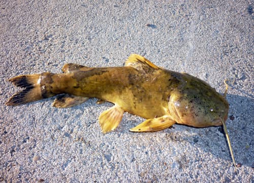 Bigmouth Bumblebee Catfish