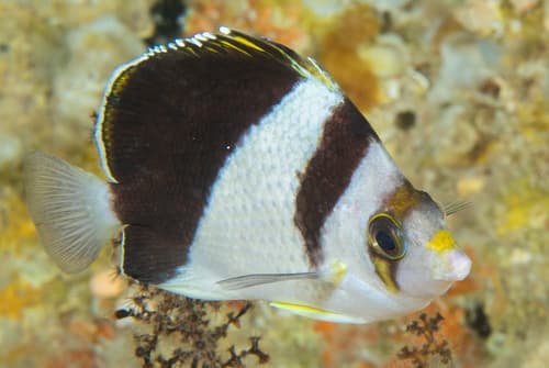 Black and White Butterflyfish