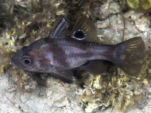 Black Cardinalfish