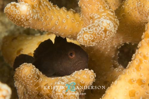 Black Coralgoby