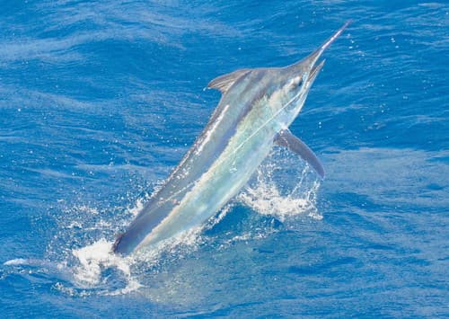 Black Marlin