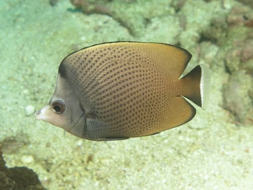 Black-spotted Butterflyfish