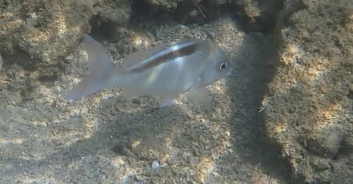 Black-streaked Monocle Bream