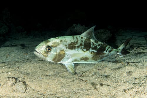 Blackbanded Amberjack