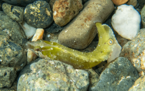 Blackfin Blenny