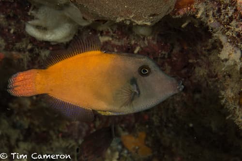 Blackheaded Filefish