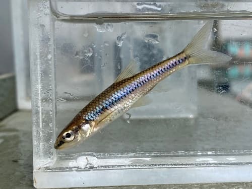 Blacknose Shiner