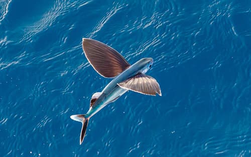 Blacksail Flyingfish