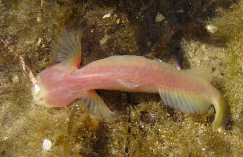 Blind Goby