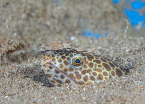 Blotched Snake Eel