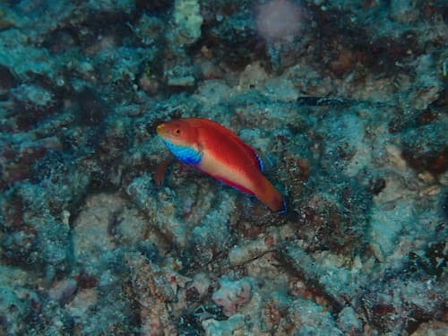 Blue-throated Fairy Wrasse