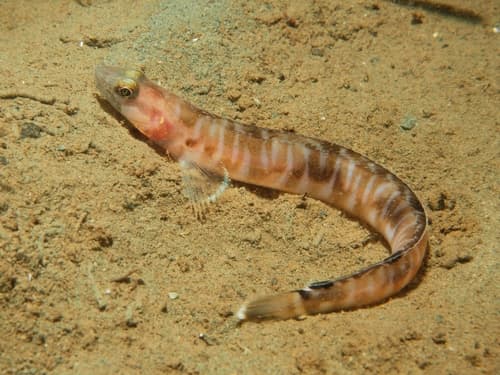 Bluebarred Prickleback